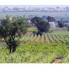 Jeanette Inévitable Chardonnay