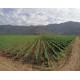 Tarapaca, Gran Reserva Carmenere 2018