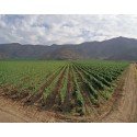 Tarapaca, Gran Reserva Carmenere 2018
