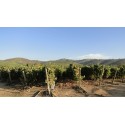 Sarmientos de Tarapaca Chardonnay 2016